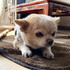 maru201901